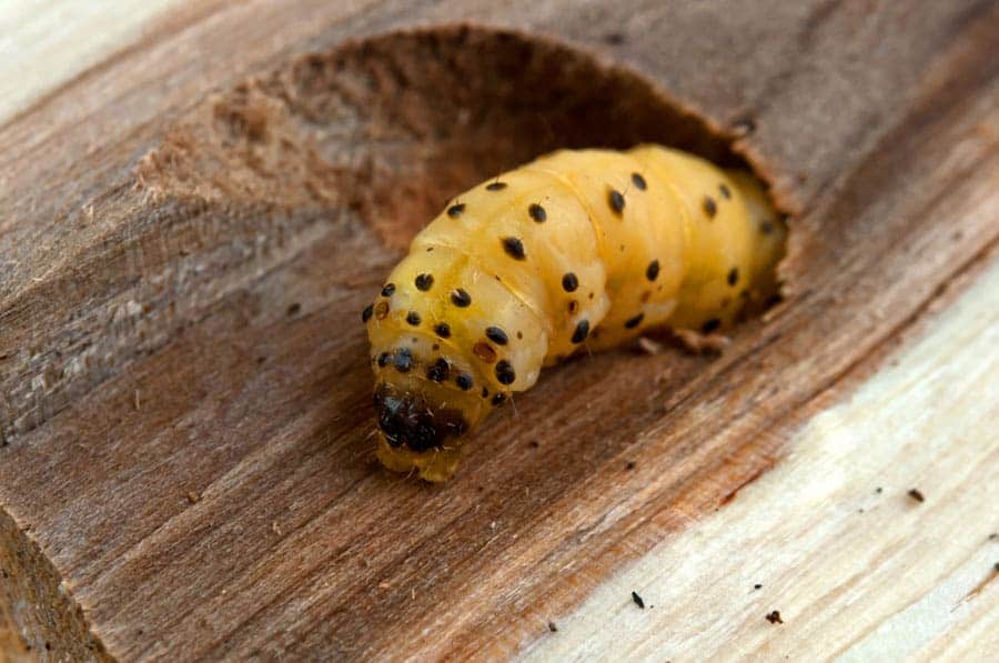 larva tarlo del legno