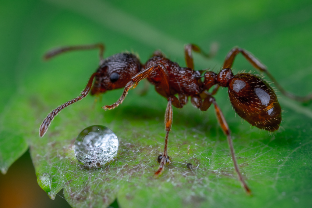 debellare formiche