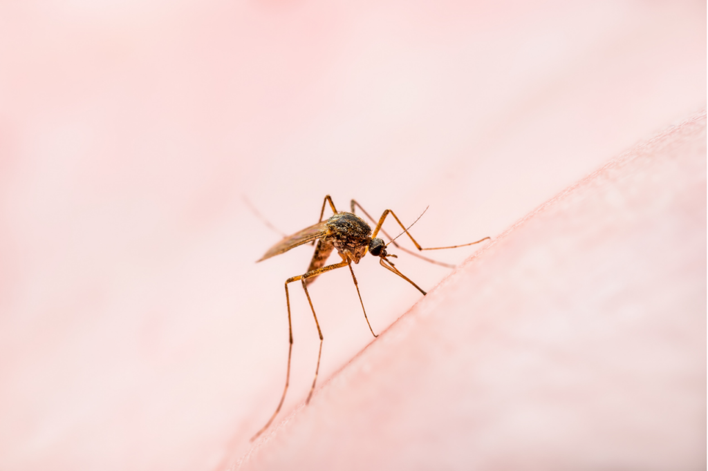 dengue malattia
