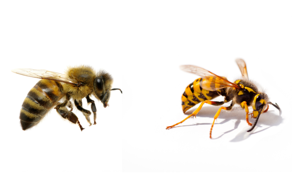 differenza ape vespa