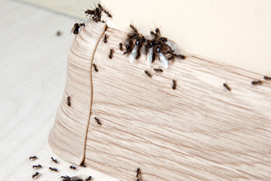 disinfestare formiche