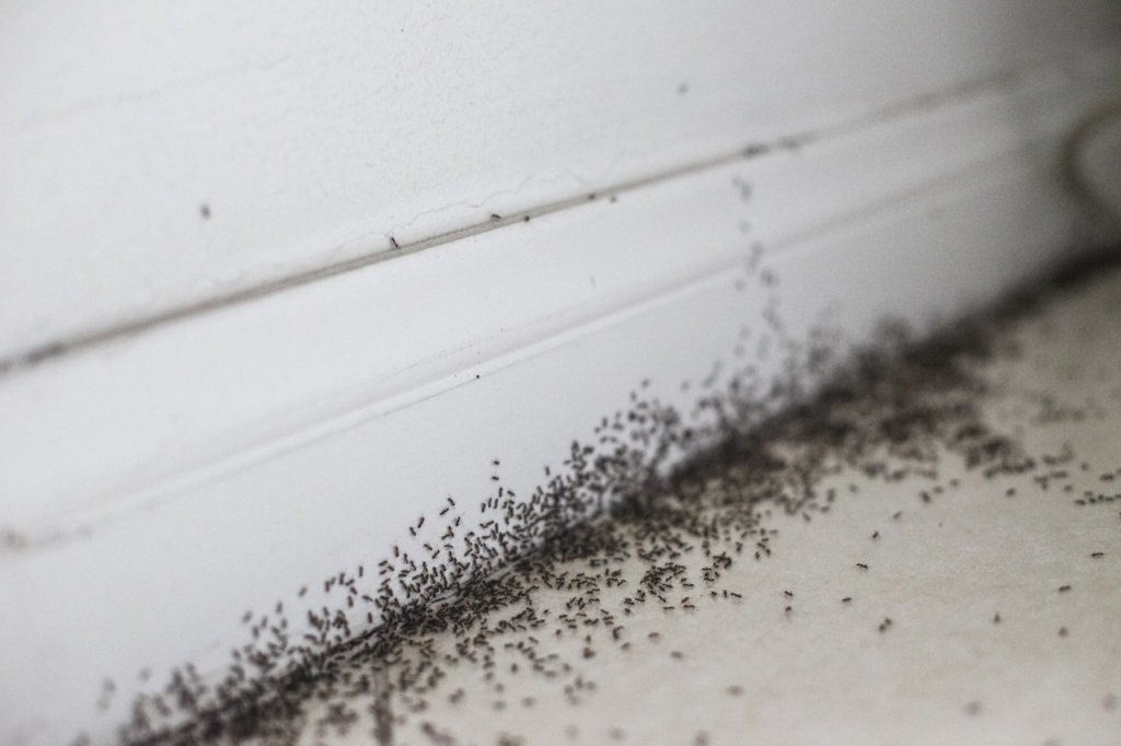 infestazione formiche