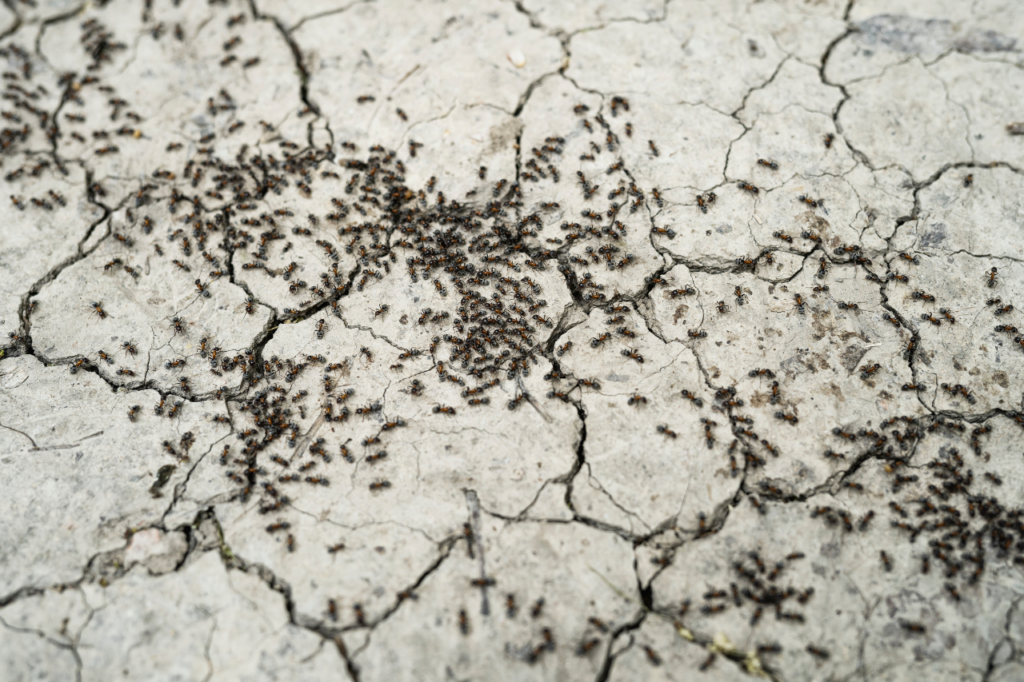 infestazione formiche in casa