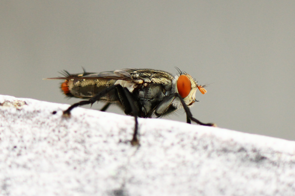 infestazione mosche
