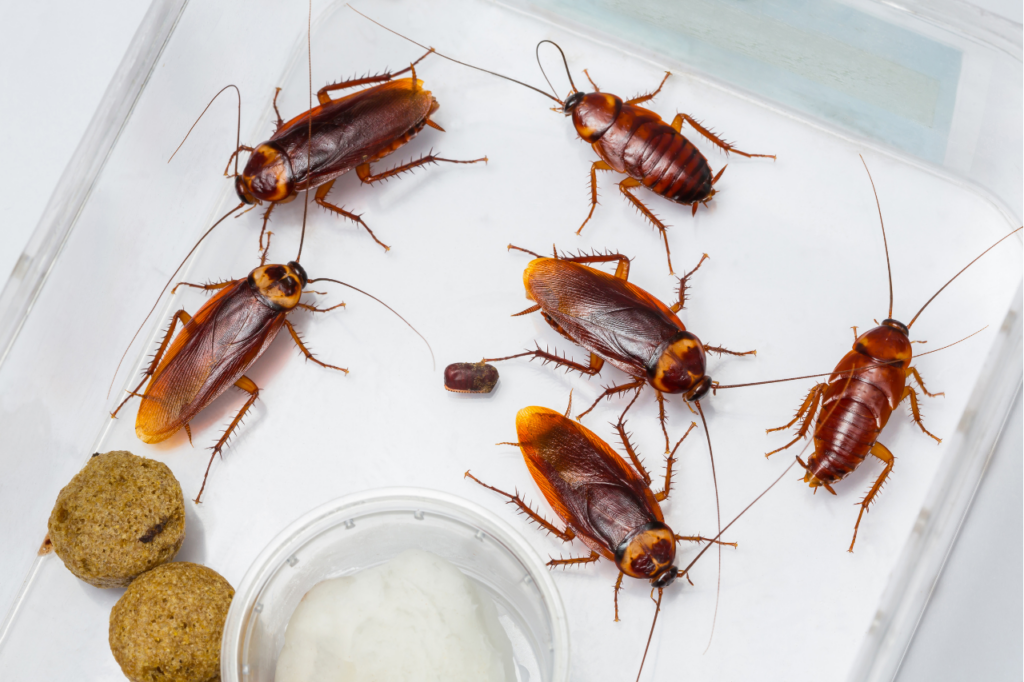infestazione scarafaggi