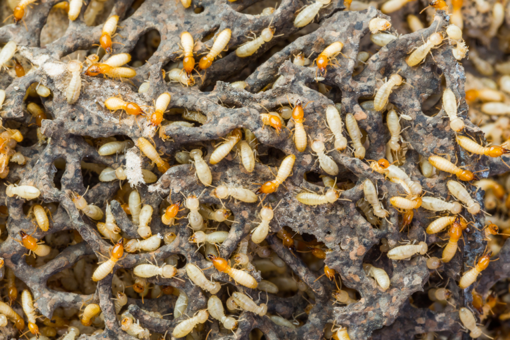 insetticida per termiti