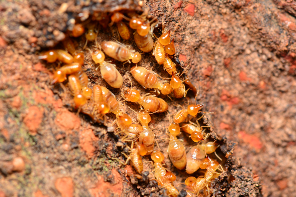 insetto termiti