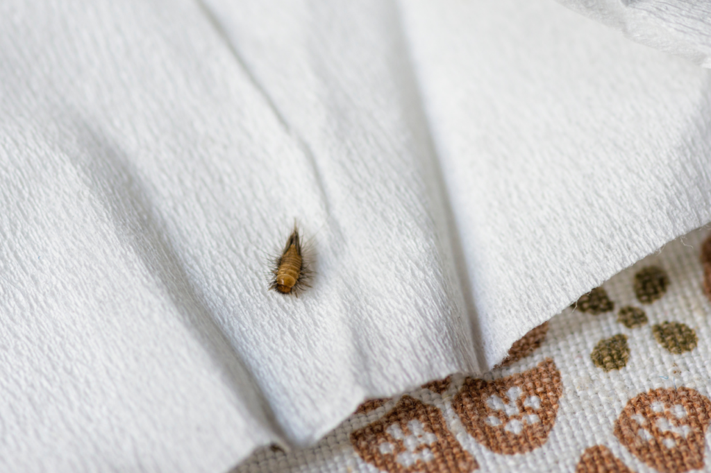 larva di coleottero dei tappeti