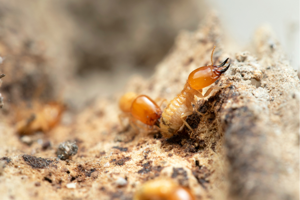 le termiti