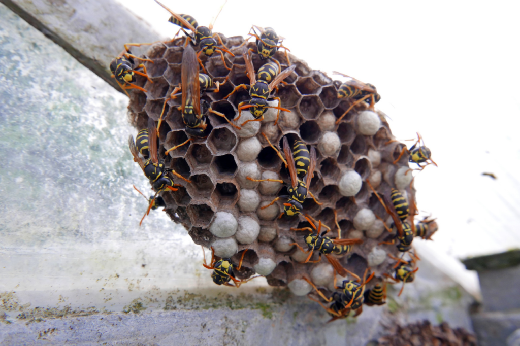 nido di vespa
