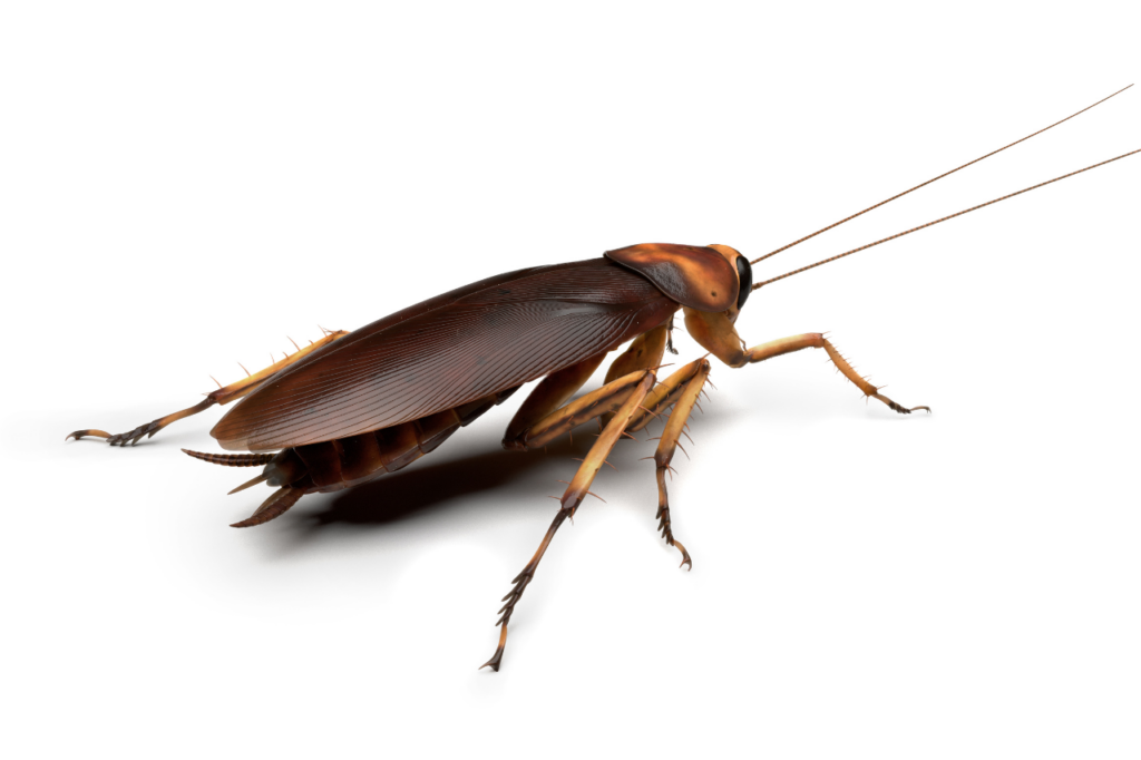 scarafaggio americano