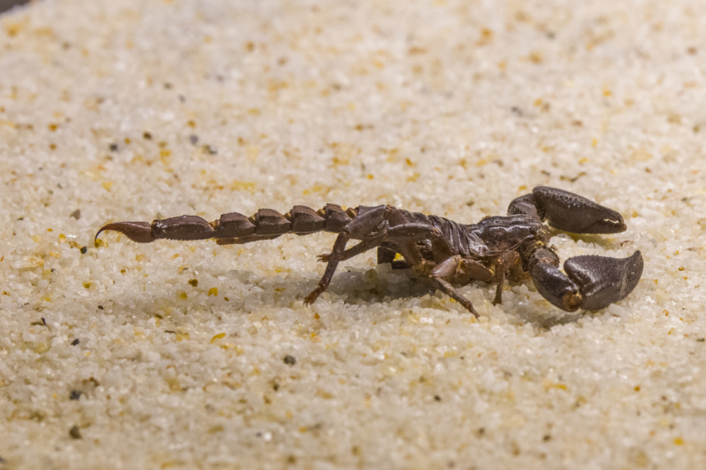 scorpioni disinfestazione