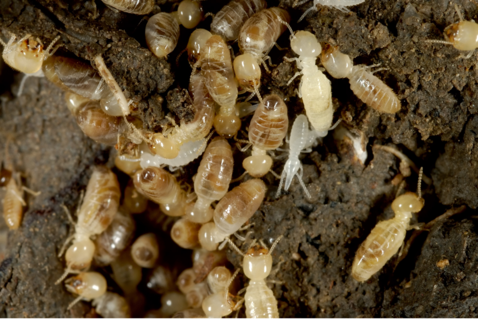 termite insetto