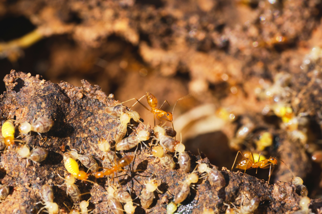 termiti come eliminarle