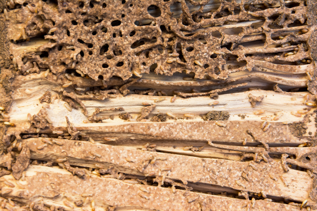 termiti del legno