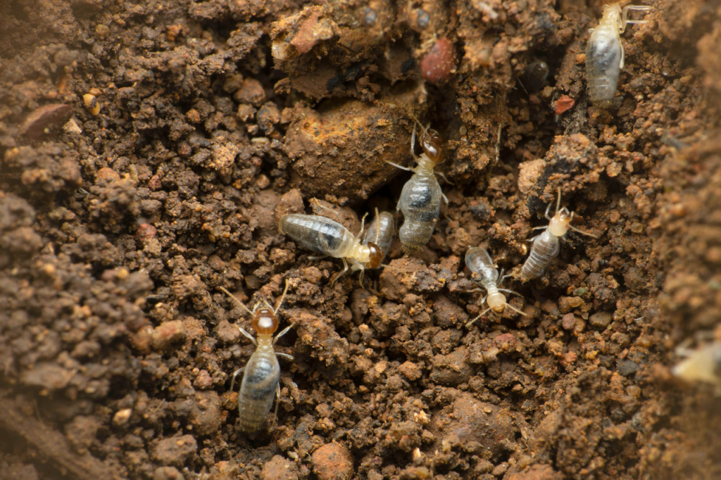 termiti subterranee